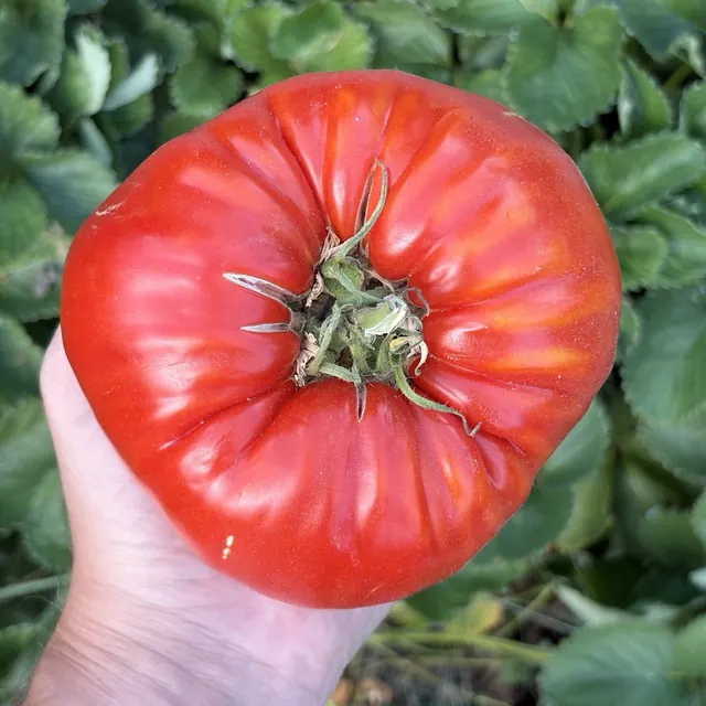 Romanian Giant: Harvest photograph